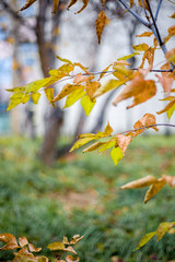 autumn tree leaves