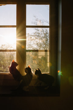 3 chatons appuy&eacute;s sur une fen&ecirc;tre avec le couch&eacute; du soleil 