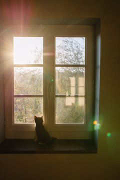 petit chat devant une fen&ecirc;tre &agrave; contre jour
