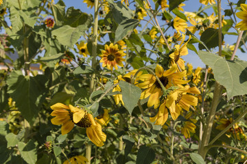 Small sunflower flowers outside.