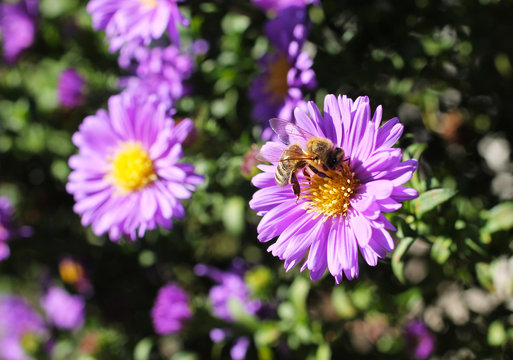 honey bee feeding itself on the bloom of aster flower