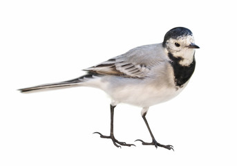 White Wagtail (Motacilla alba) on autumn, isolated on White background