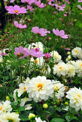 Obraz premium White Dahlia and Pink Coreopsis cosmos flowers
