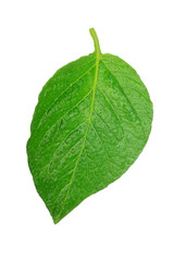 fresh green leaf of potato isolated on white background
