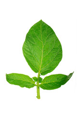 fresh green leaf of potato isolated on white background