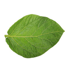 Fototapeta na wymiar fresh green leaf of potato isolated on white background