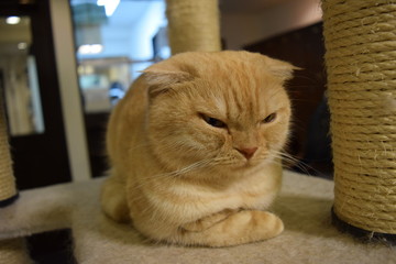 子猫, 動物, 猫科の, かわいい, 毛皮, 動物, くつろいで, 美しい, 茶色,...