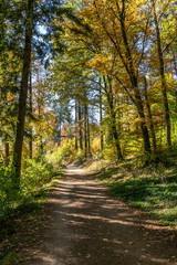 Fototapeta na wymiar Herbstlicher Wanderweg durch den Wald