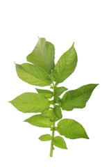 fresh green leaf of potato isolated on white background