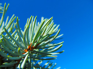 Spruce tree close up. Bright background of coniferous branches with needles lit by natural sunlight against blue sky - Christmas wallpaper concept.