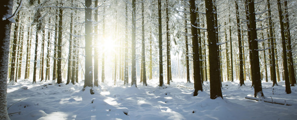 Sunset in winter forest. Winter fir trees in german forest .