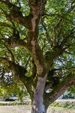 Tronco y ramas de roble. Quercus.