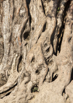 Old olive tree trunk details, vertical background