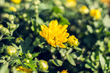 Autumn hrysanthemums, morning burgeoning flowers, color explosion.