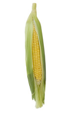 maize isolated on white background