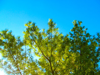 Fototapeta premium Pine tree close up. Bright background of coniferous branches with needles lit by natural sunlight against blue sky - Christmas wallpaper concept.