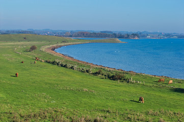 Cow field landscape