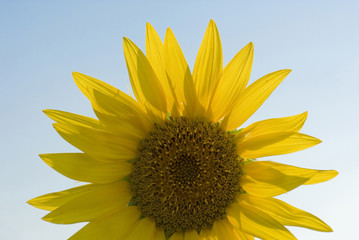 sunflower plant, flower with yellow petals, oil, fuel, agricolture, pollen, sun, hot, summer, blue sky, italy