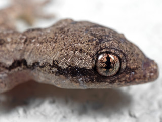 Macro Photo of Eye of Mediterranean House Gecko on White Floor