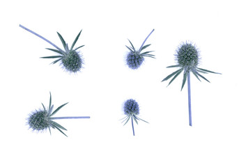 Dry flower head of eryngium planum isolated on the white background.