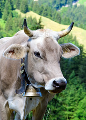 Glückliche Kuh in der Schweiz mit artgerechter Haltung :)