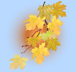 Fototapeta na wymiar golden maple branch on light blue background