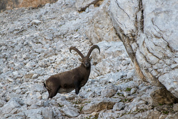 old proud ibex looking to the camera