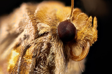 la plusie chalcite en macro stacking