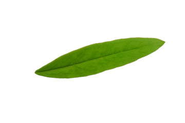 Fototapeta na wymiar green leaf of pomegranate isolated on white background