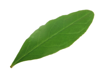 Fototapeta na wymiar green leaf of pomegranate isolated on white background