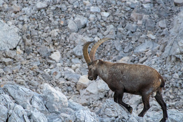 old ibex going his way