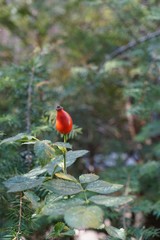 Eine einzelne rote Hagebutte