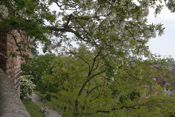 Fototapeta na wymiar trees in the castle