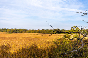 Rostocker Heide