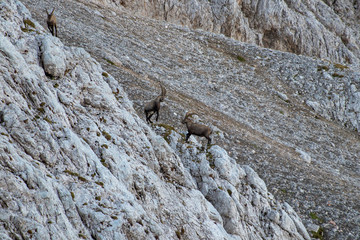 two ibex fighting in the mountains