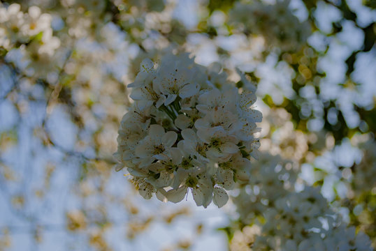 Ciliegi