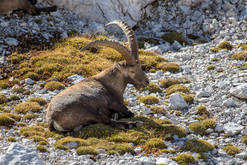 ibex laying on the grass