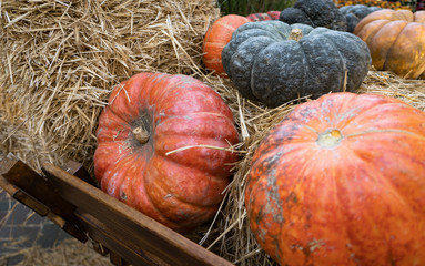 pumpkins on the cart