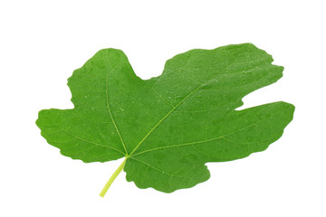 Obraz premium green leaf of fig isolated on white