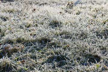 Frosted grass in the morning.