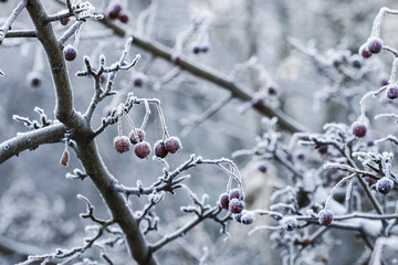 Frosted hawthorn berries in the garden.