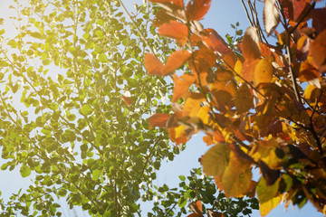 Autumn city park fall colors, four seasons