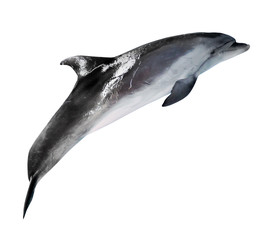 grey bottlenose dolphin photo