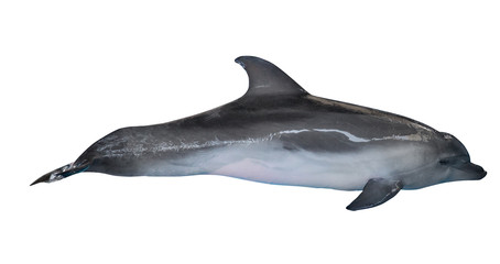single bottlenose dolphin photo