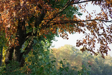 Autumn city park fall colors, four seasons