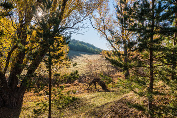 Осень в лесу