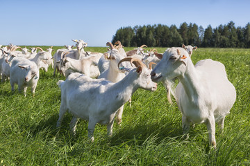 Obraz premium large herd of white goats in summer day