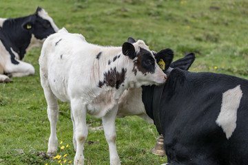 beautiful white calf with black spots near her mom