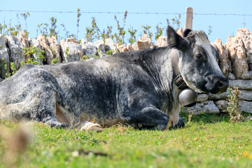 gray cow lying down