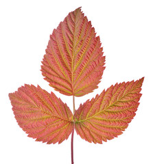 three raspberry red leaves isolated on white